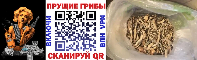 купить наркотик  Мышкин  мега ссылка  Псилоцибиновые грибы Psilocybine cubensis 